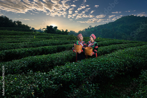 two asian woman wearing  traditional dress picking tea leaf in tea plantation 101  with background the sunset and blue sky at Chiangrai Province, Thailand photo
