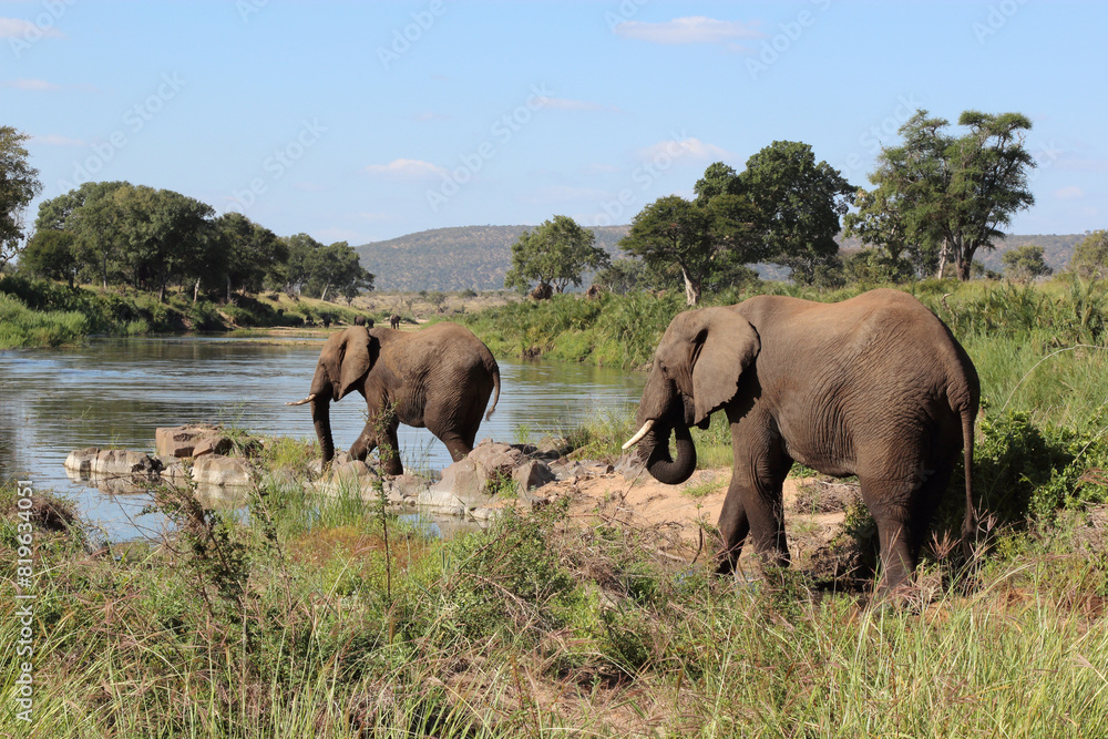 Fototapeta premium Afrikanischer Elefant / African elephant / Loxodonta africana