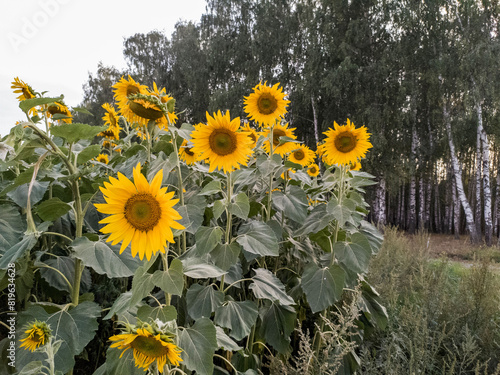 Sunflower field with sunflower in the center of the image. Lots of sunflowers. Nature. Sunflower is yellow.