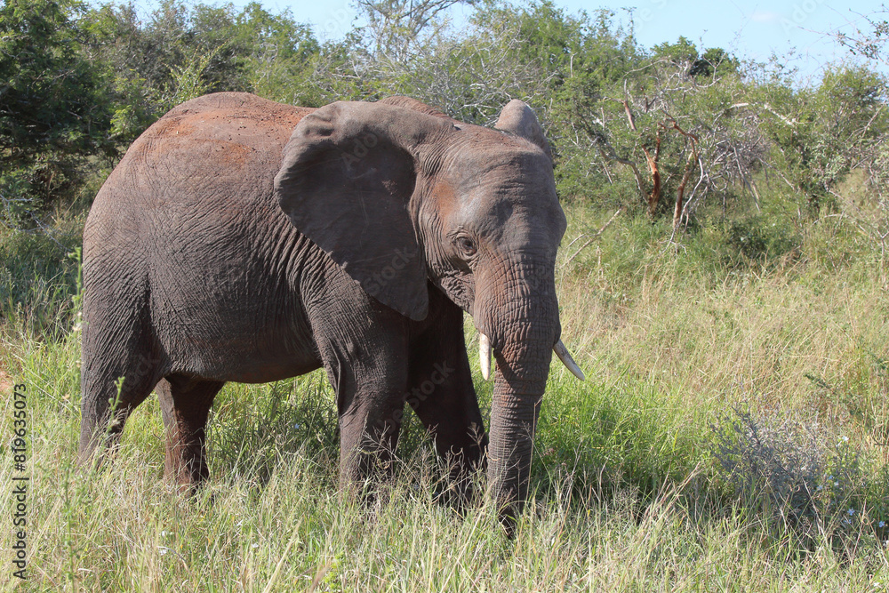 Obraz premium Afrikanischer Elefant / African elephant / Loxodonta africana