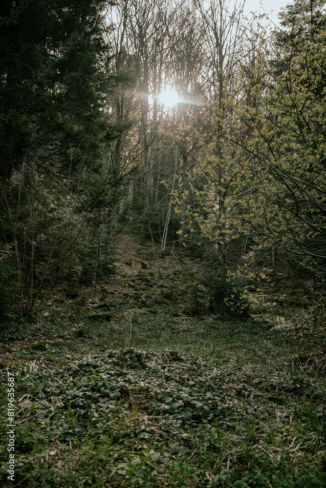 Fototapeta premium forest thicket with pines, deciduous trees, moss, fairy-tale peace, sun, glare, various grasses, thickets, stones