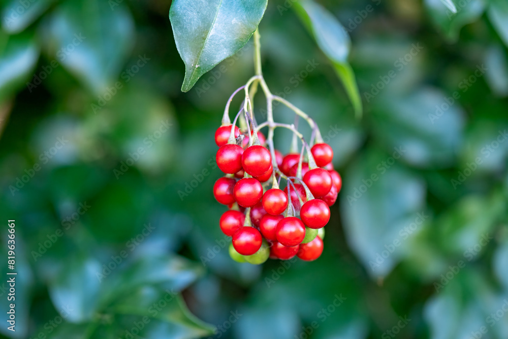 Obraz premium red berries, green leaves, nightshade, garden gardening, invasive ornamental, alkaloids toxic botanical