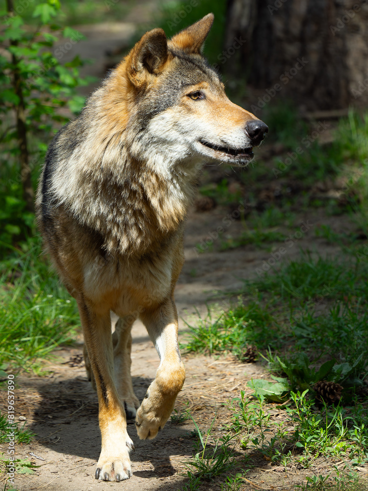 Fototapeta premium Running wolf along a forest path in the morning in summer