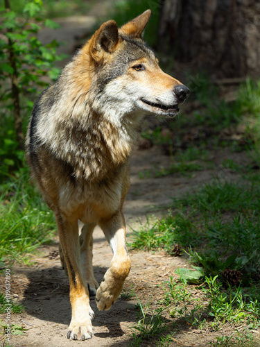 Running wolf along a forest path in the morning in summer