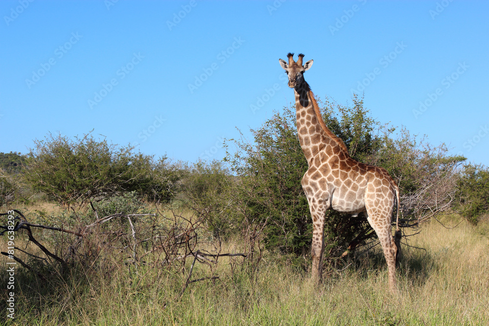 Obraz premium Giraffe / Giraffe / Giraffa camelopardalis