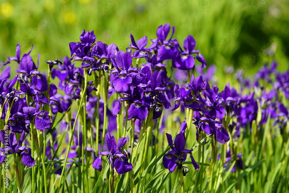 Iris sibirica commonly known as Siberian iris or Siberian flag. Iridaceae family. Hanover - Berggarten, Germany. Iris sibirica commonly known as Siberian iris or Siberian flag. Iridaceae family. Hanover - Berggarten, Germany.