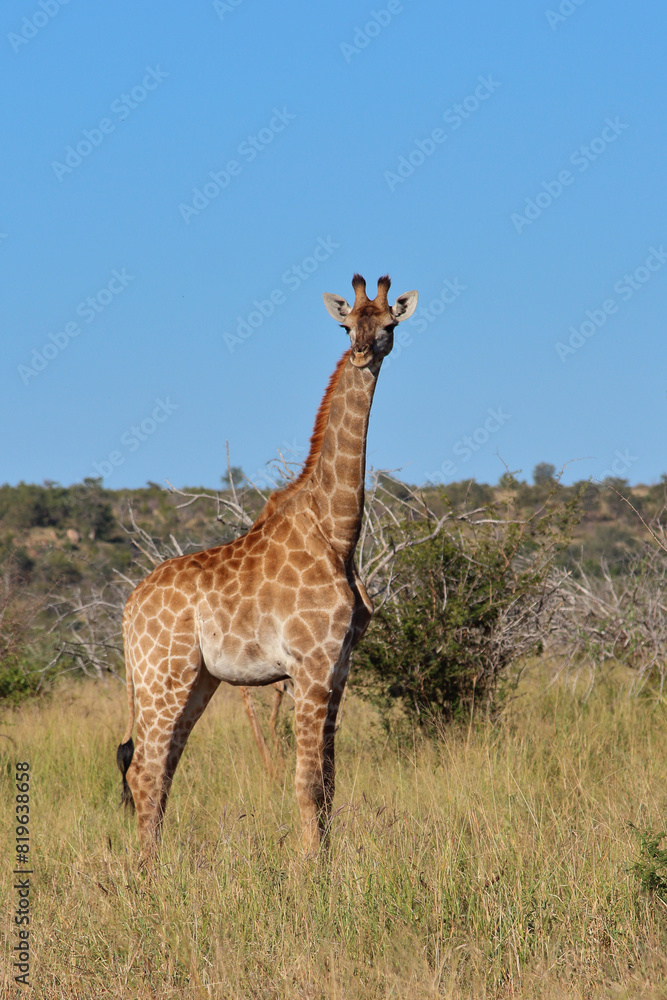 Giraffe / Giraffe / Giraffa camelopardalis Giraffe / Giraffe / Giraffa camelopardalis