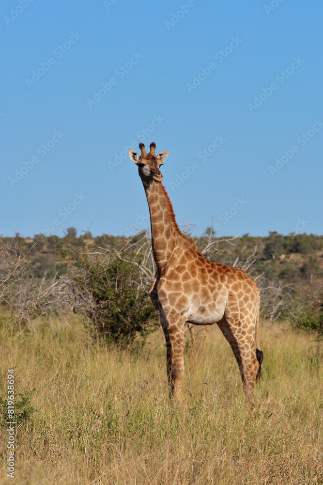 Obraz premium Giraffe / Giraffe / Giraffa camelopardalis