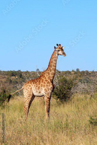 Giraffe   Giraffe   Giraffa camelopardalis