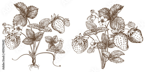 Set of vector drawings of strawberries. Berries, flowers, leaves. Engraving style illustration. Farm harvest isolated on white background. Great for label, poster, print, logo. Vector.