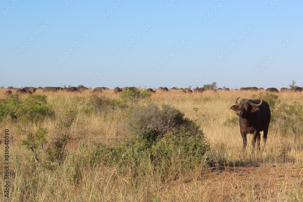 Kaffernbüffel / African buffalo / Syncerus caffer Kaffernbüffel / African buffalo / Syncerus caffer
