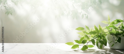 Copy space image of vibrant spring green leaves on branch with sunlight casting shadows on white marble wall and wooden table