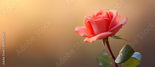 Close up image of a pink and red rose with copy space image