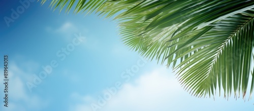Coconut leaves against a vibrant blue sky and fluffy clouds with available copy space image on the right side