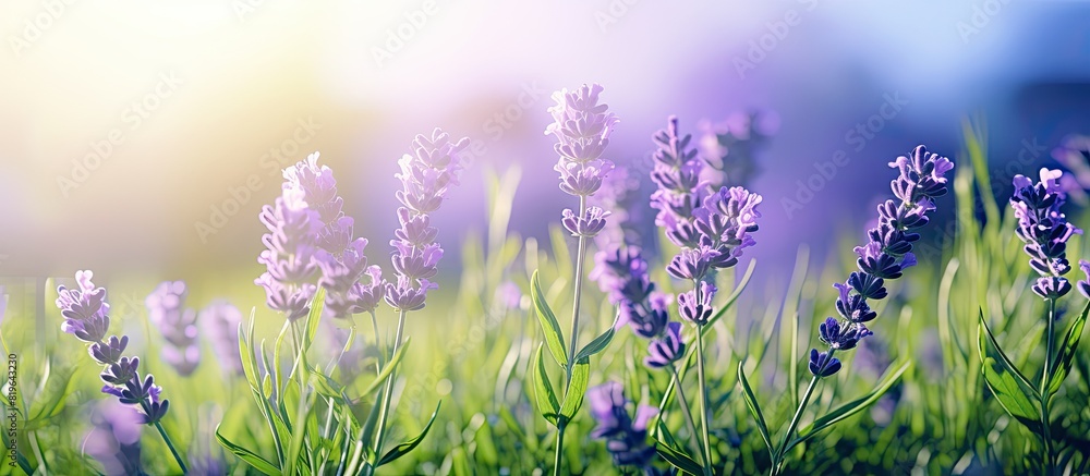 Lavender bushes with a sunny green backdrop providing a copy space image Lavender bushes with a sunny green backdrop providing a copy space image