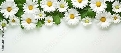 Overhead shot depicting white daisies and green branches with copy space image