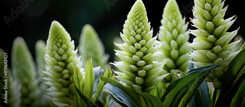 Blooming pineapple lilies eucomis comosa up close with a blurred background for a copy space image photo