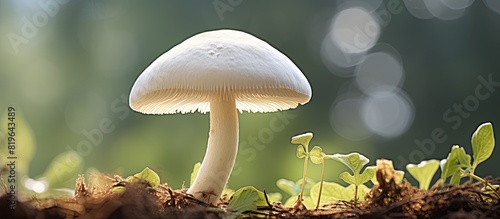 Close up image featuring a white cap mushroom with copy space image photo