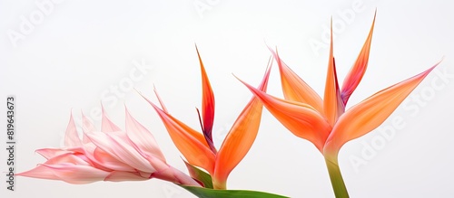 Heliconia flower displayed on a white backdrop with ample copy space image