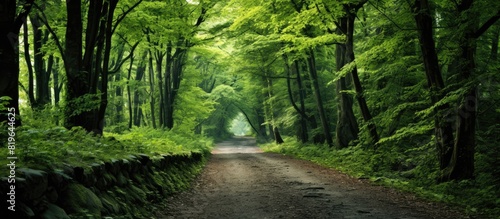Stroll through the peaceful forest with lush green trees and a serene atmosphere perfect for relaxation. Copy space image. Place for adding text and design