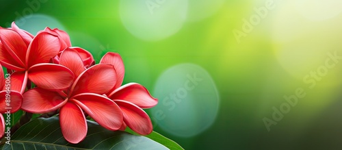 Stunning red Plumeria petal color in a bouquet with a lush green natural background ideal for a copy space image