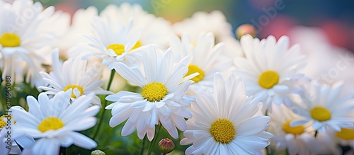 Various flowers in the garden including a white daisy are showcased in the copy space image © Ilgun