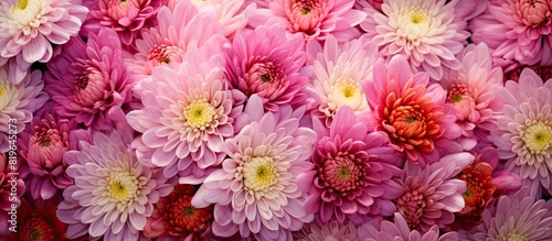 Chrysanthemum blooms are captured in this colorful copy space image