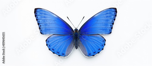 A European common blue butterfly Polyommatus icarus with a white background perfect for copy space image photo