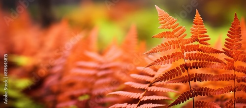 A detailed view of autumn bracken foliage transforming colors with a copy space image photo