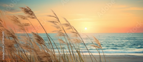 A serene beach sunset viewed through the swaying tall grass creating a picturesque scene with copy space image