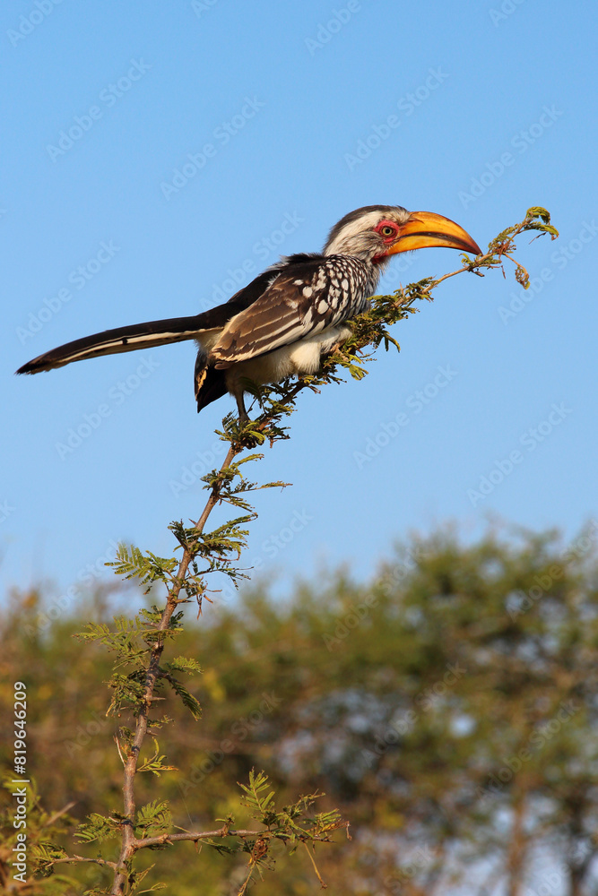 Fototapeta premium Südlicher Gelbschnabeltoko / Southern yellow-billed hornbill / Tockus leucomelas
