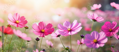 Fototapeta Naklejka Na Ścianę i Meble -  Vibrant cosmos flowers blooming in a spring garden with a copy space image