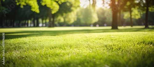 Lush green grass in a public garden park with sunlight filtering through trees providing a scenic landscape ecology setting perfect as a wallpaper with copy space image