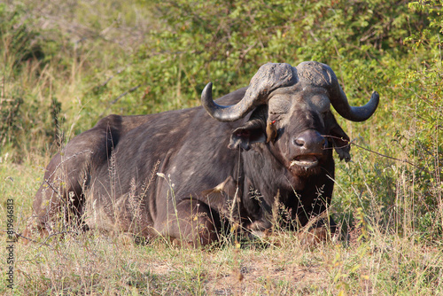 Kaffernb  ffel und Rotschnabel-Madenhacker   African buffalo and Red-billed oxpecker   Syncerus caffer et Buphagus erythrorhynchusuphagus erythrorhynchus