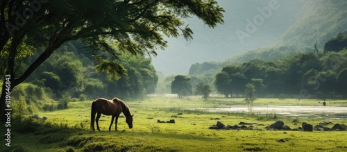 Scenic view of a horse grazing in a lush meadow with abundant greenery featuring a vast landscape and ample copy space image