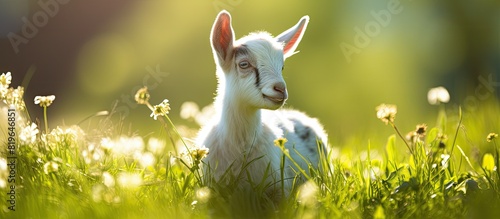 A baby goat is munching on grass in a sunny meadow with a green background suitable for inclusion of copy space image © Ilgun