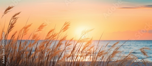 A serene beach sunset viewed through the swaying tall grass creating a picturesque scene with copy space image