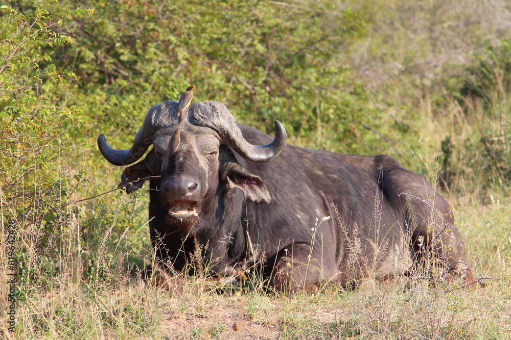 Kaffernbüffel und Rotschnabel-Madenhacker / African buffalo and Red-billed oxpecker / Syncerus caffer et Buphagus erythrorhynchusuphagus erythrorhynchus Kaffernbüffel und Rotschnabel-Madenhacker / African buffalo and Red-billed oxpecker / Syncerus caffer et Buphagus erythrorhynchusuphagus erythrorhynchus