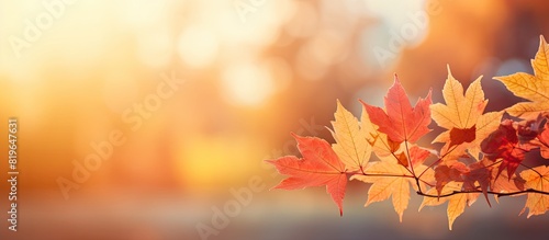 Vibrant autumn scenery depicting colorful leaves with Indian summer vibes in the background ideal for a copy space image