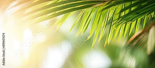 Blurry palm leaf on a tropical beach with sunlight creating bokeh background. Copy space image. Place for adding text and design