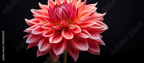 Dahlia Fireball flower taken from front side. Copy space image. Place for adding text and design photo