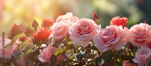 In a sunny garden the roses provide a beautiful display. Copy space image. Place for adding text and design