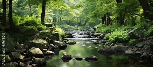 A serene small stream with clear water surrounded by stones trees and lush greenery creating a tranquil scene with copy space image