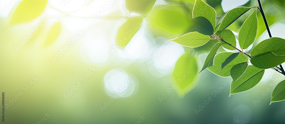 Forest green leaves with sunlight shining on them isolated on a white background with copy space image Forest green leaves with sunlight shining on them isolated on a white background with copy space image