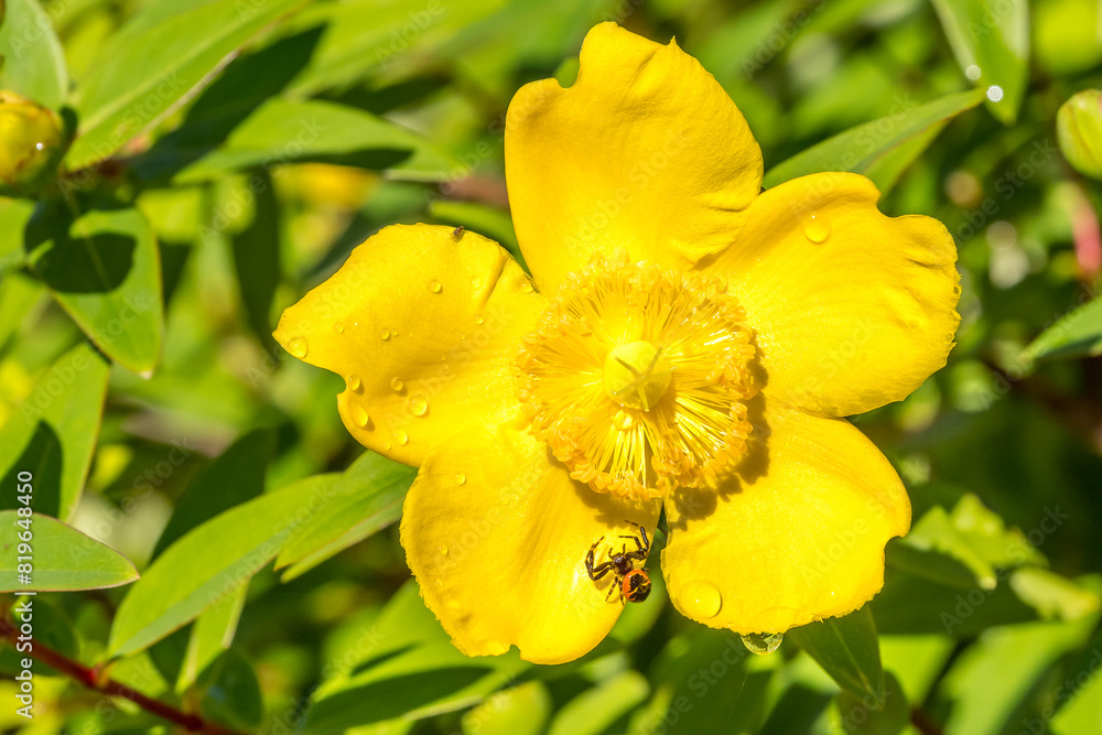 Synema globosum (thomise Napoleon) on a St. John's wort flower Synema globosum (thomise Napoleon) on a St. John's wort flower