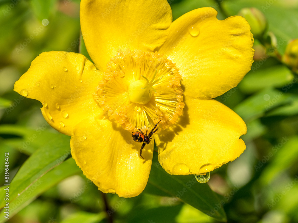 Synema globosum (thomise Napoleon) on a St. John's wort flower Synema globosum (thomise Napoleon) on a St. John's wort flower