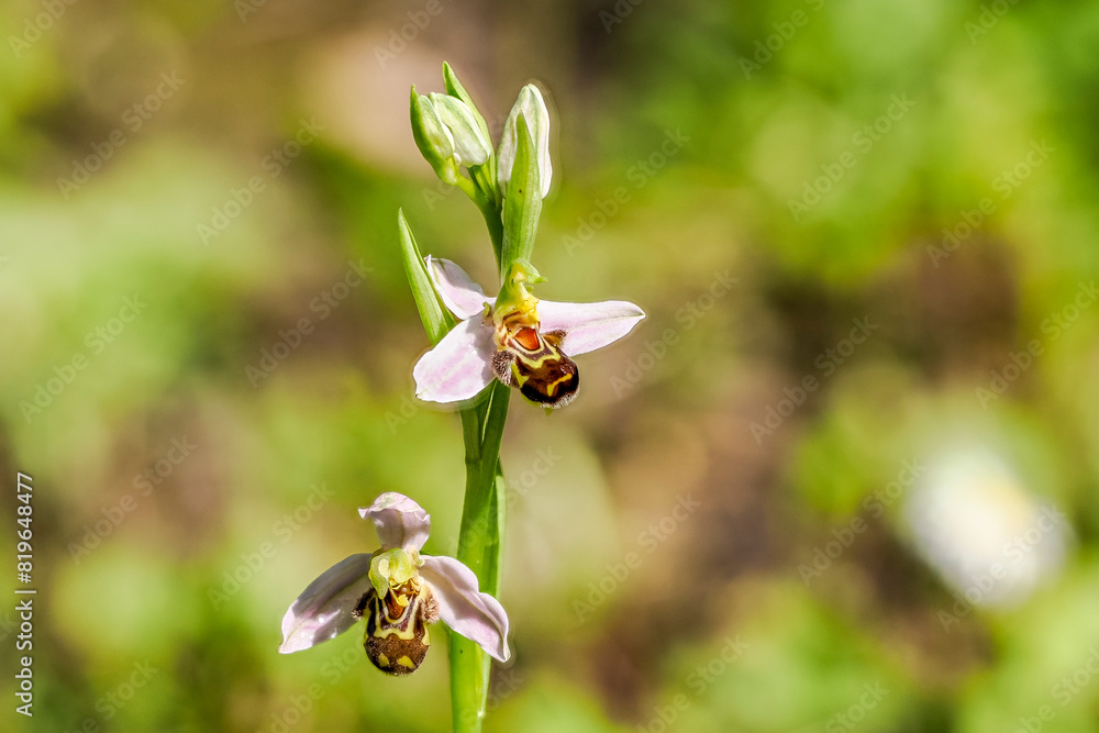 Ophrys apifera in bloom in a meadow in Provence Ophrys apifera in bloom in a meadow in Provence