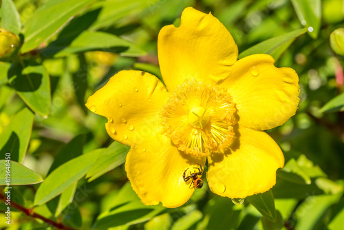 Fotografie Synema globosum (thomise Napoleon) on a St. John's wort flower