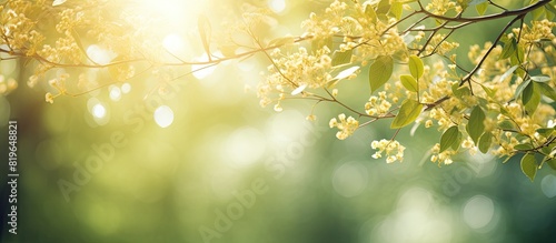 Sunlight filters through blurry golden rays casting a soft sparkle on spring branches of old green trees outdoors creating a dreamy defocused copy space image