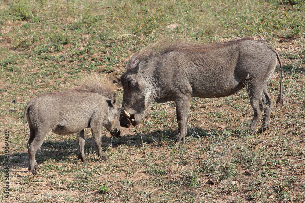 Warzenschwein / Warthog / Phacochoerus africanus..